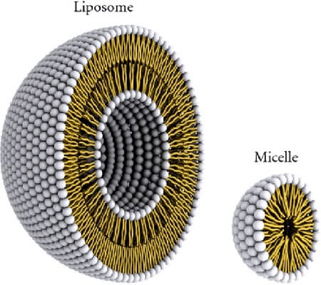 liposome and micelle